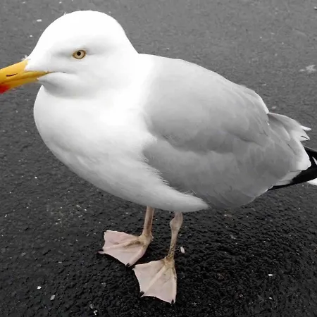 La Maison De Pierre Port-en-Bessin-Huppain