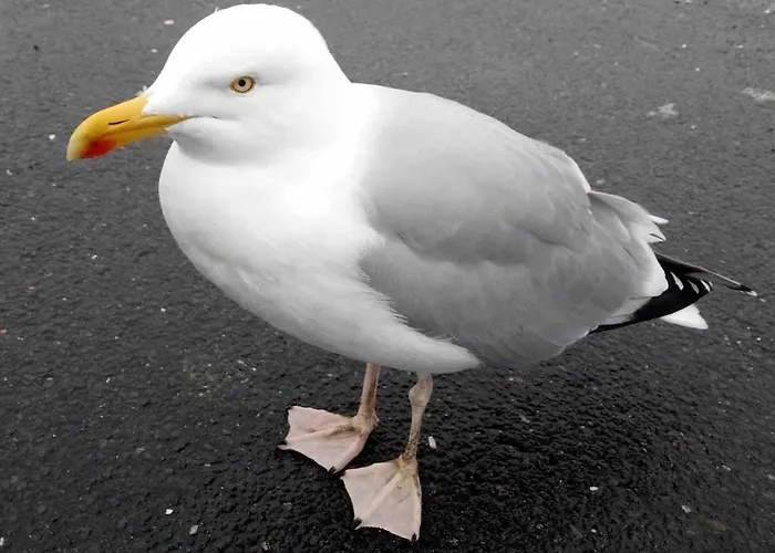 La Maison De Pierre Port-en-Bessin-Huppain